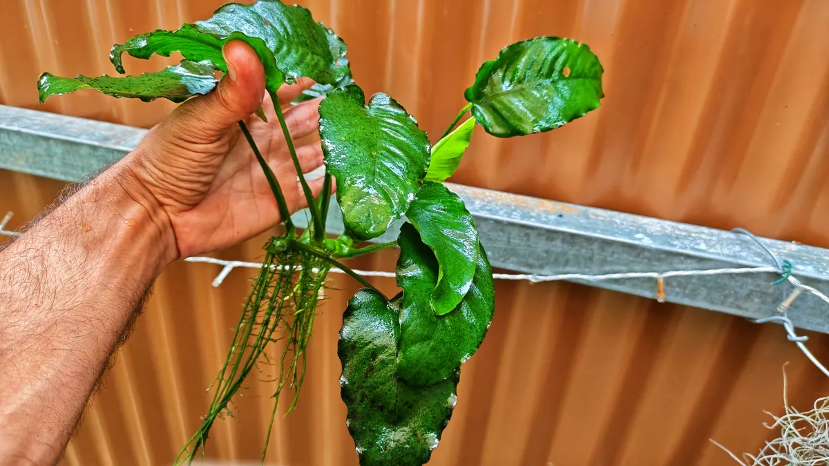 Anubias barteri var. caladiifolia – Image 3