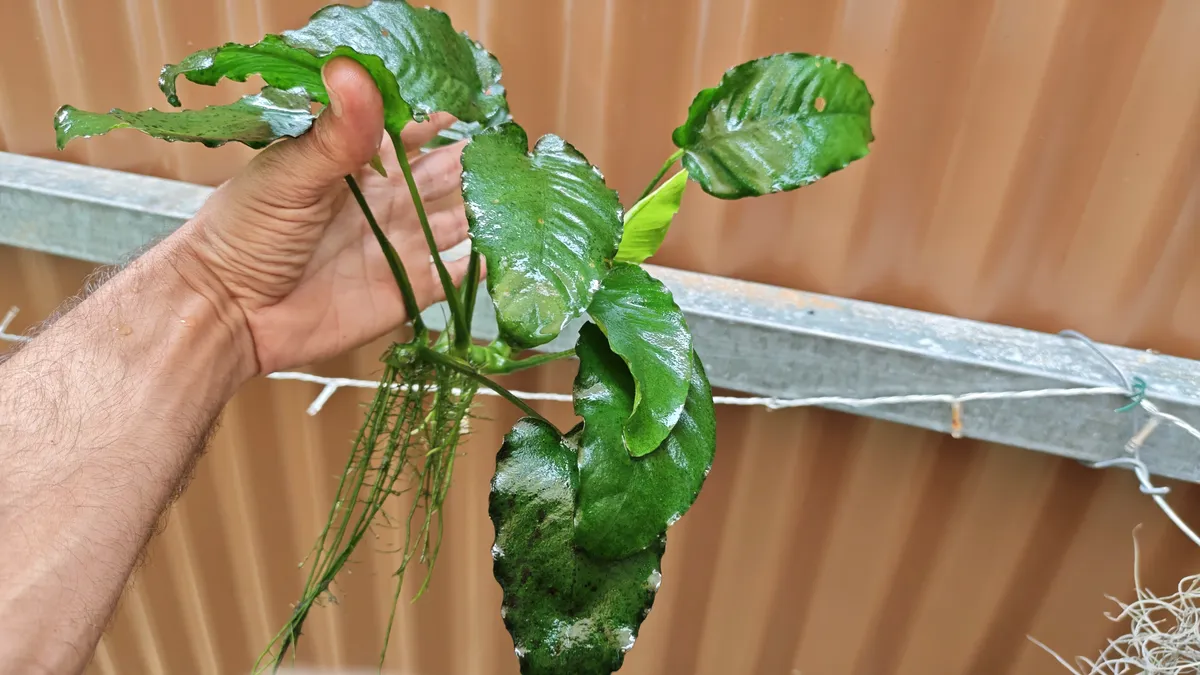 Anubias barteri var. caladiifolia – Image 2
