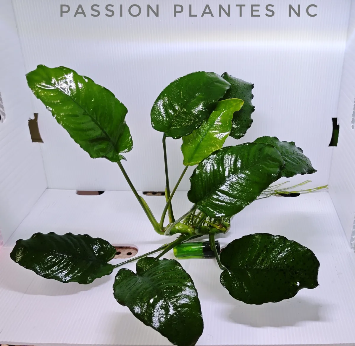 Anubias barteri var. caladiifolia