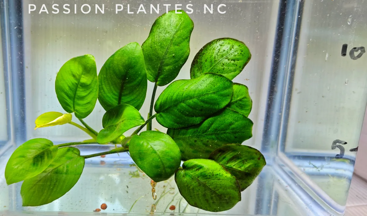 Anubias barteri var. barteri – Image 2