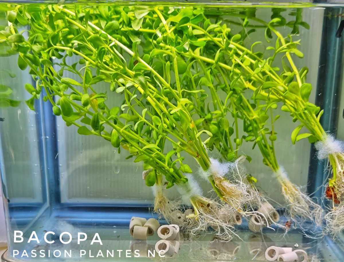 Bacopa Caroliniana