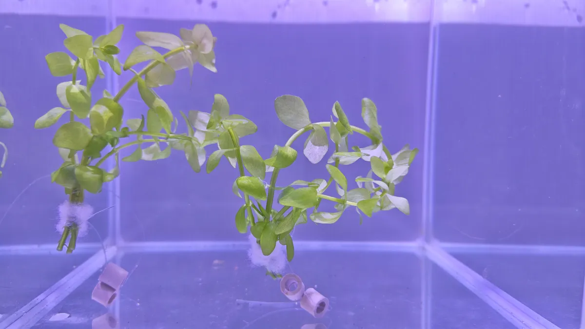 Bacopa Caroliniana – Image 2