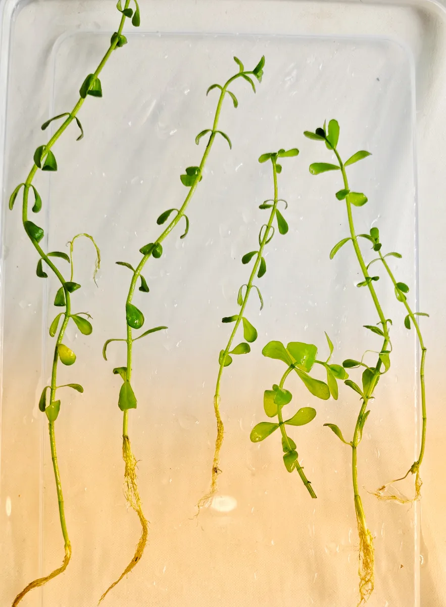 Bacopa Caroliniana – Image 3