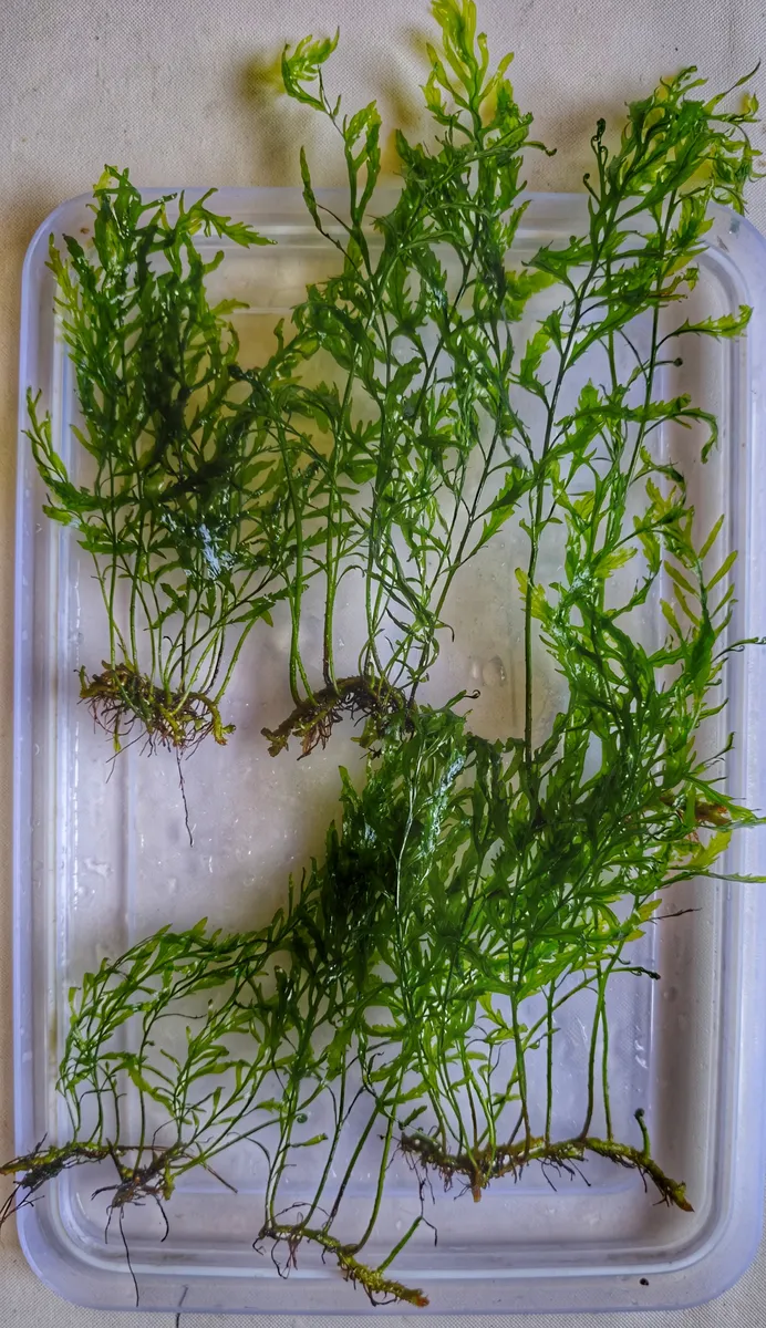 Bolbitis Heudelotii – Image 2
