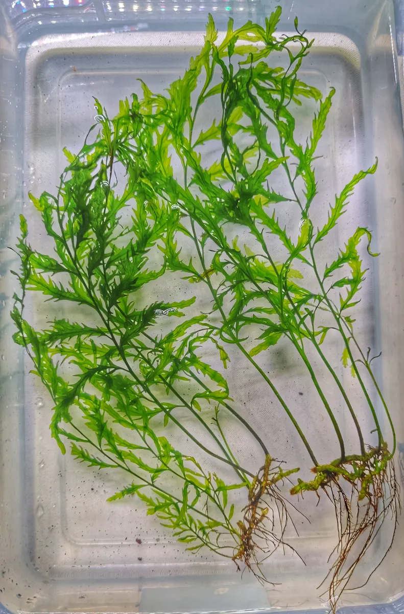 Bolbitis Heudelotii – Image 3
