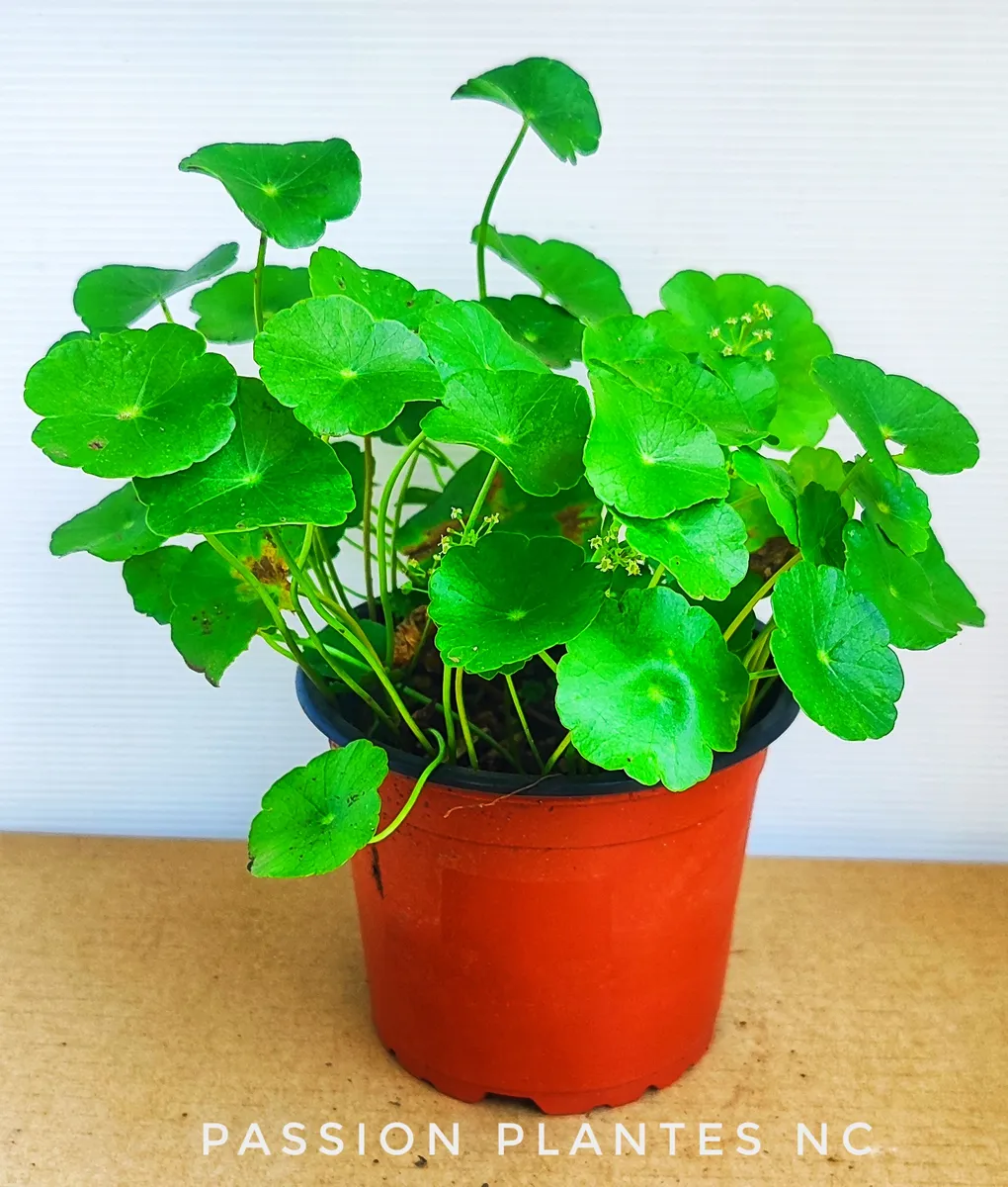 Centella Asiatica