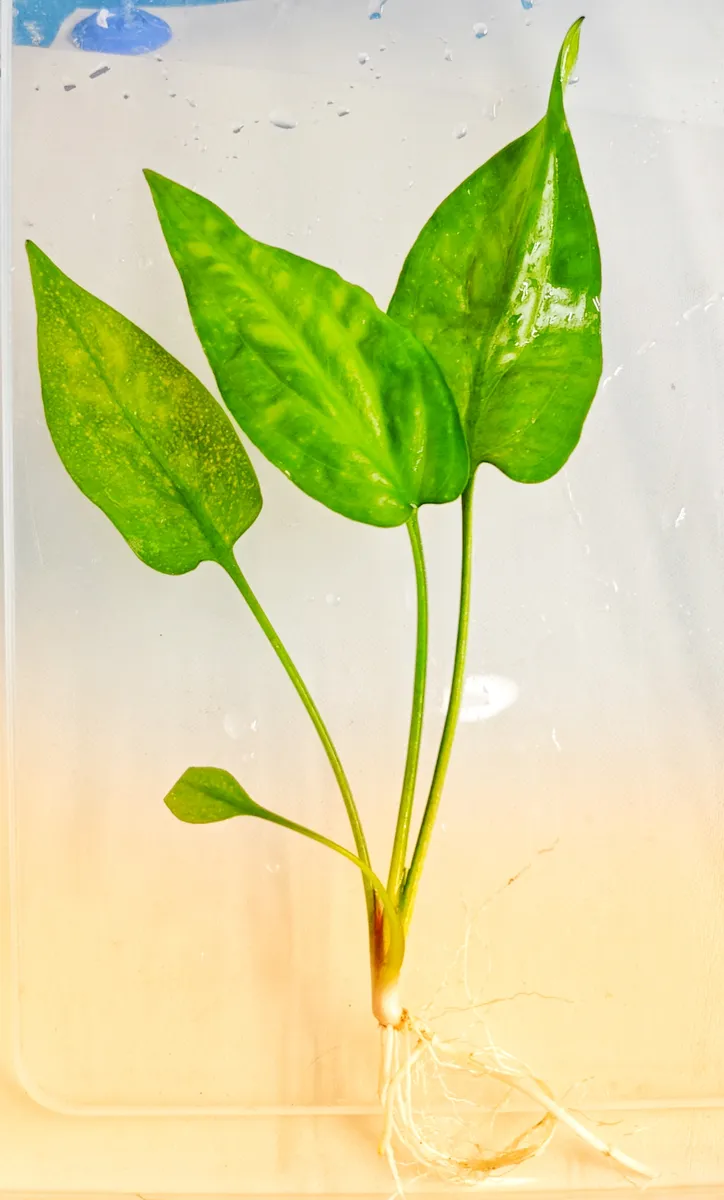 Cryptocoryne Pontederiifolia
