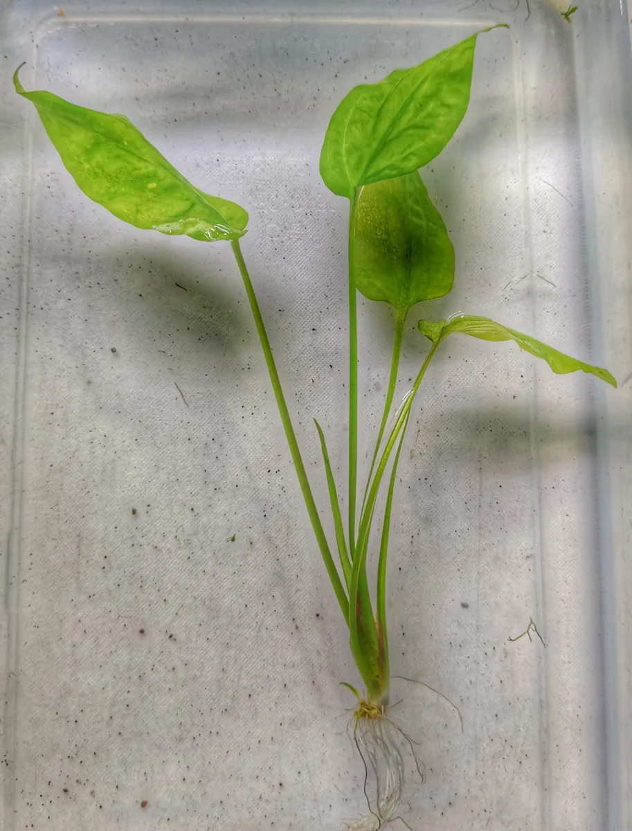 Cryptocoryne Pontederiifolia – Image 2