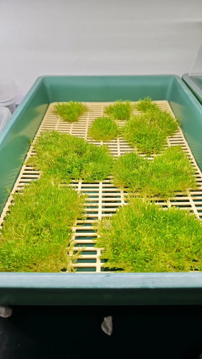 Riccia fluitans – Image 3