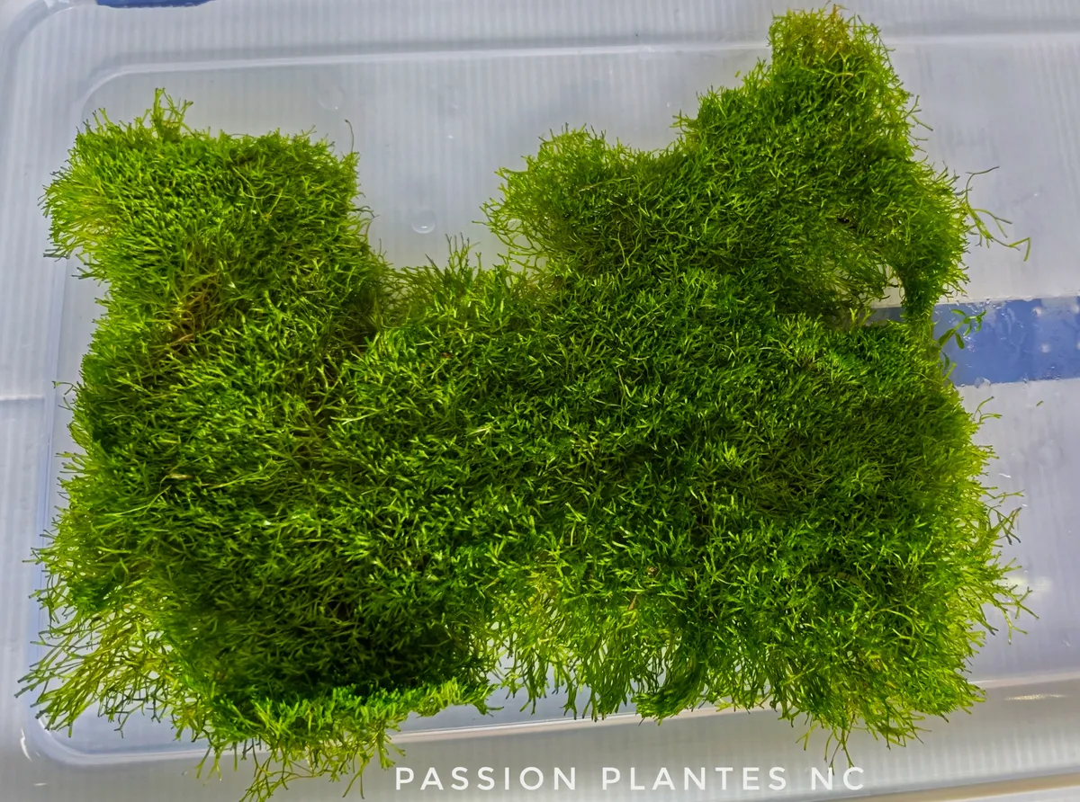 Riccia fluitans – Image 5
