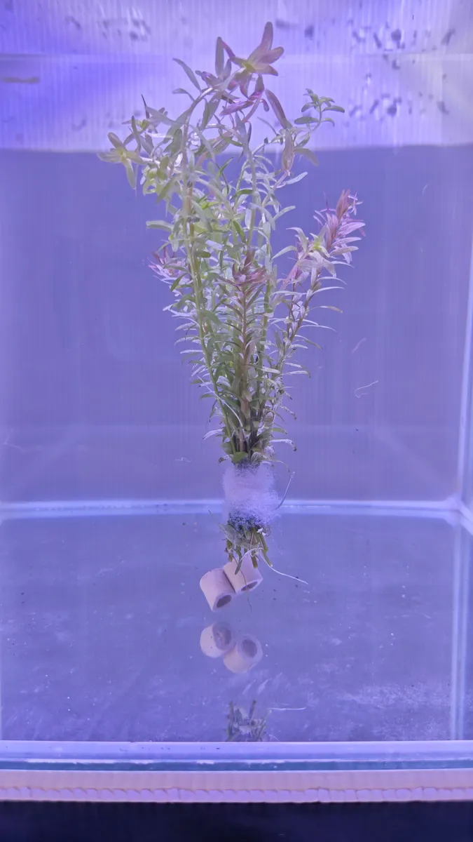 Rotala rotundifolia – Image 3