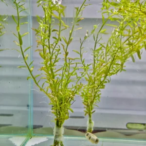 Rotala rotundifolia