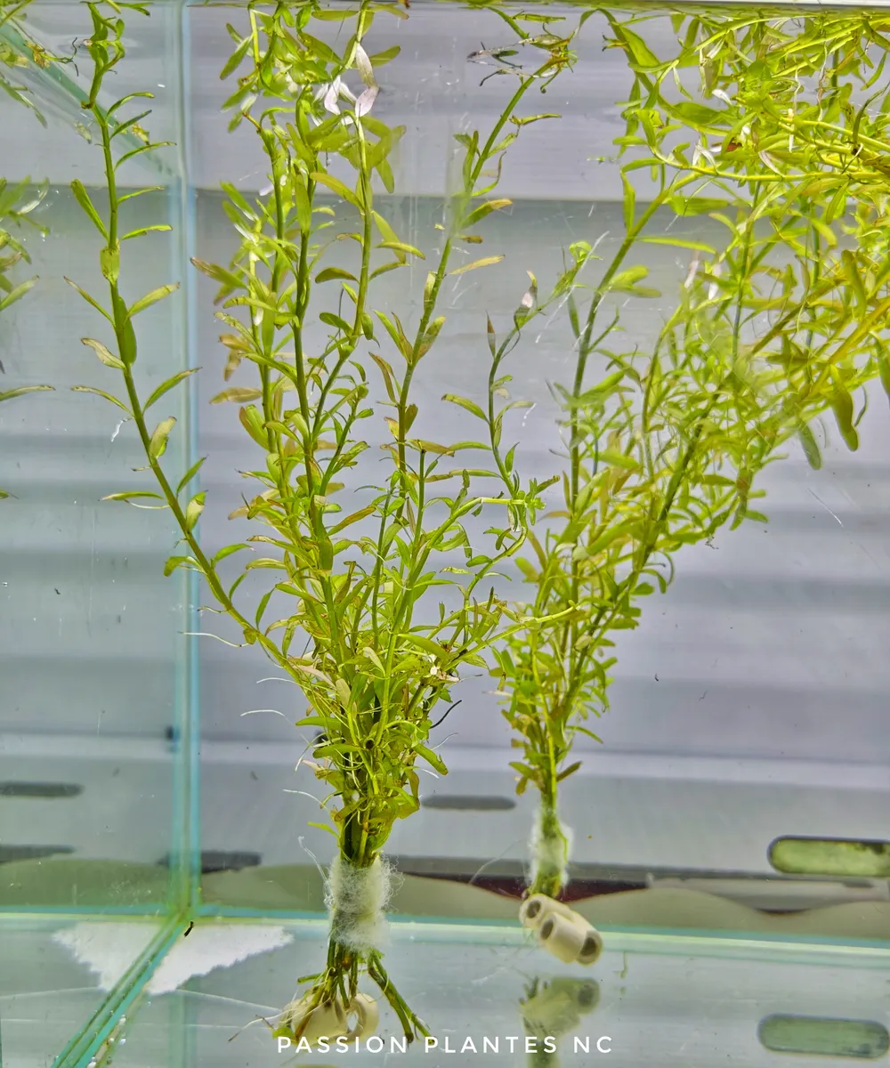 Rotala rotundifolia