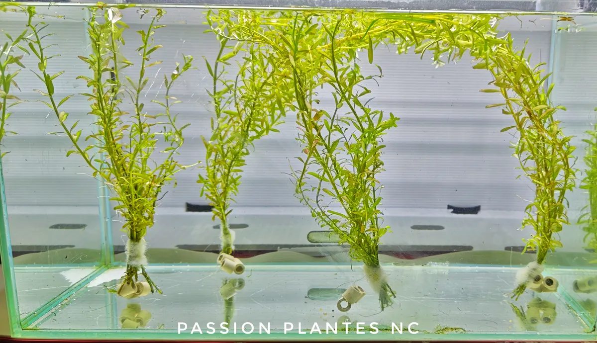 Rotala rotundifolia – Image 2