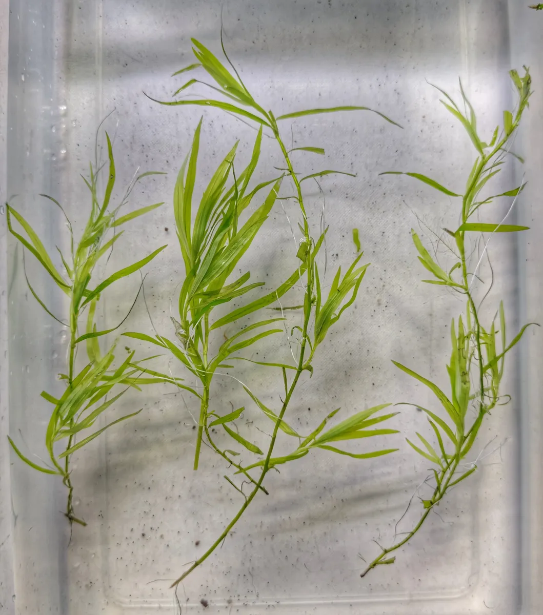 Heteranthera zosterifolia - Stargrass – Image 3