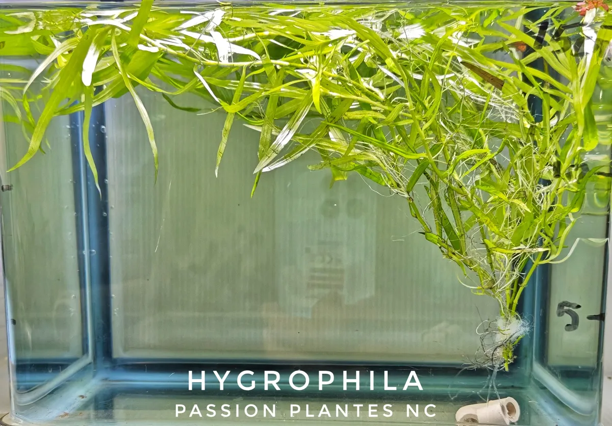 Heteranthera zosterifolia - Stargrass – Image 4