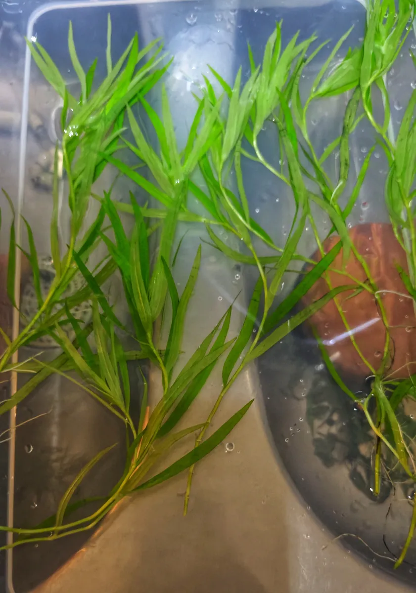 Heteranthera zosterifolia - Stargrass – Image 2