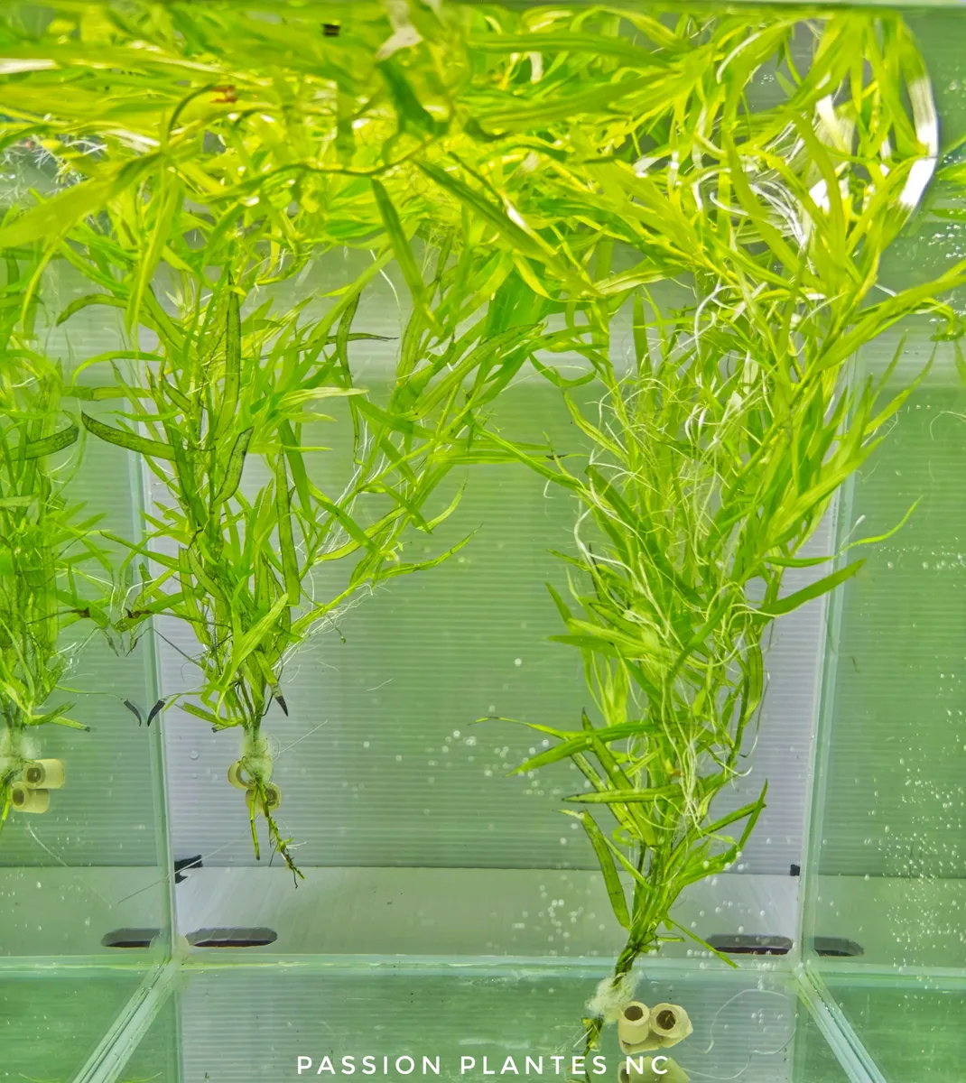 Heteranthera zosterifolia - Stargrass