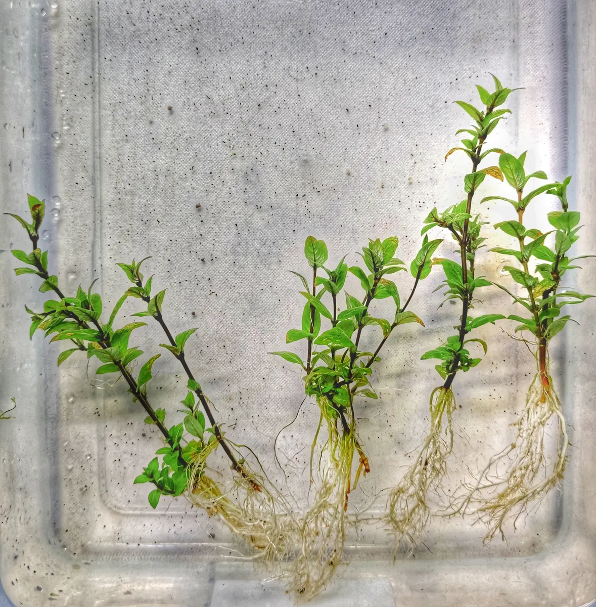 Staurogyne repens – Image 2
