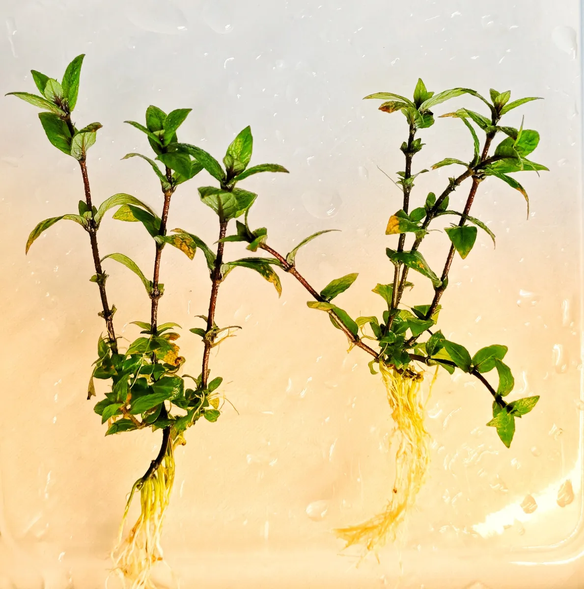 Staurogyne repens