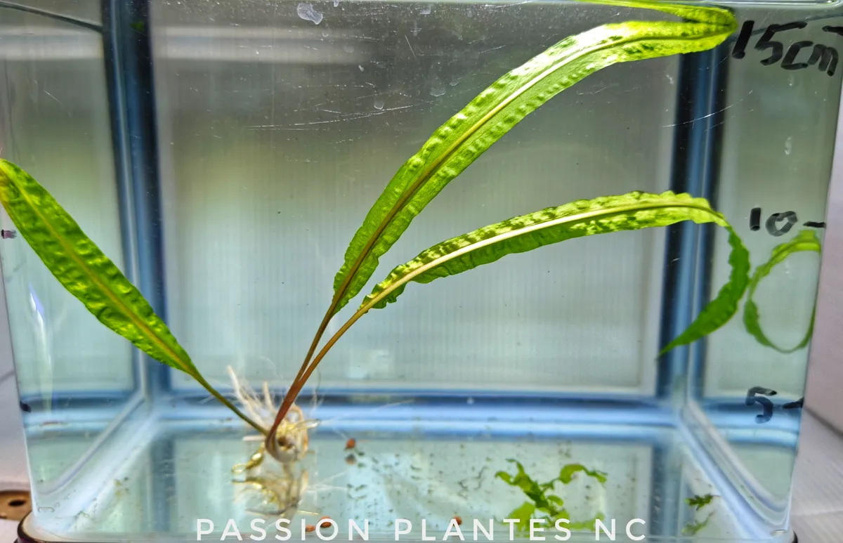 Cryptocoryne crispatula var. balansae