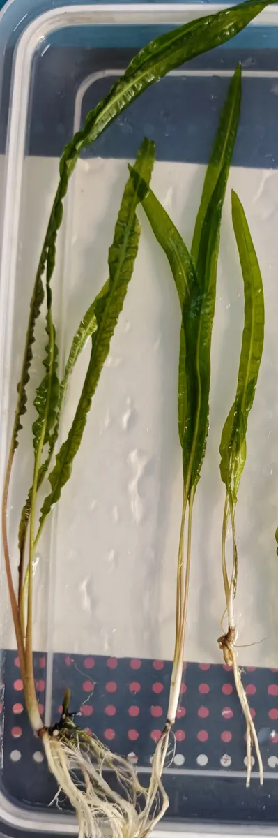 Cryptocoryne crispatula var. balansae – Image 2