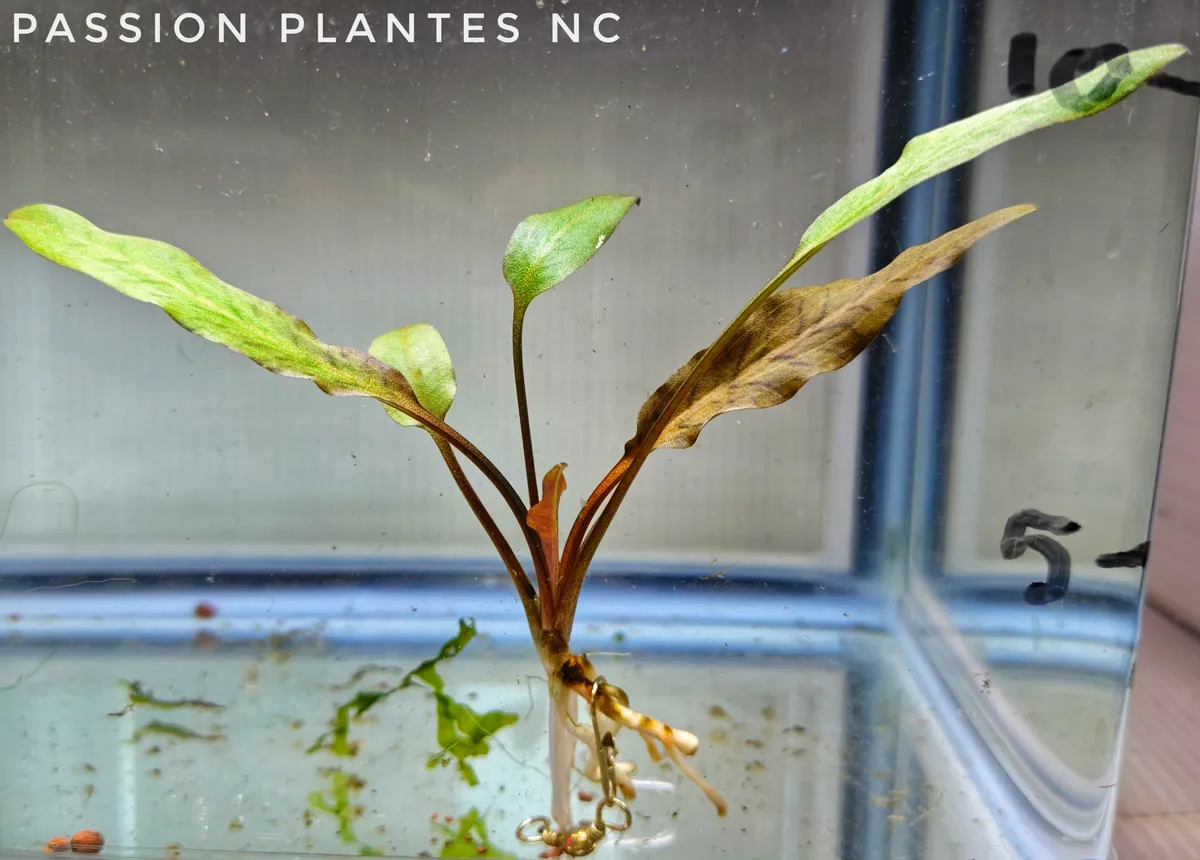 Cryptocoryne wendtii ‘Green’ – Image 2