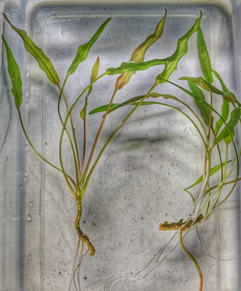 Cryptocoryne wendtii ‘Green’ – Image 3