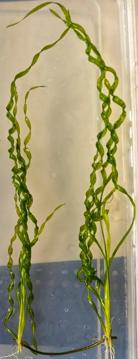Echinodorus Vesuvius