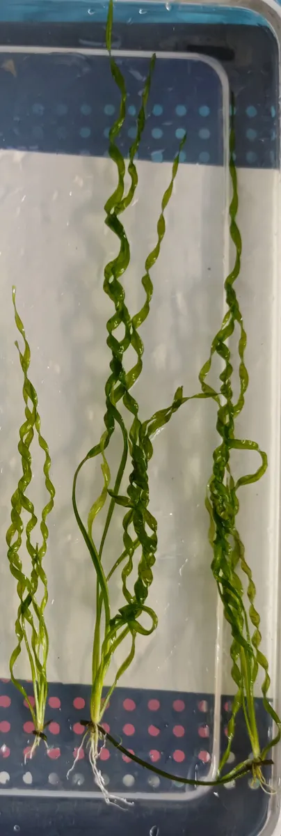 Echinodorus Vesuvius – Image 3
