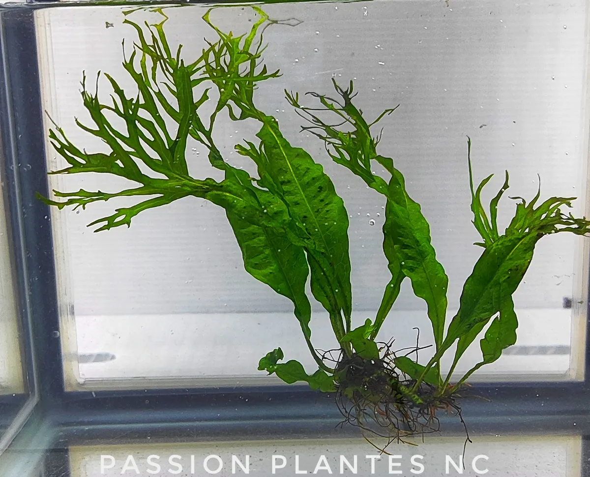 Microsorum pteropus ‘Windelov’ – Image 3