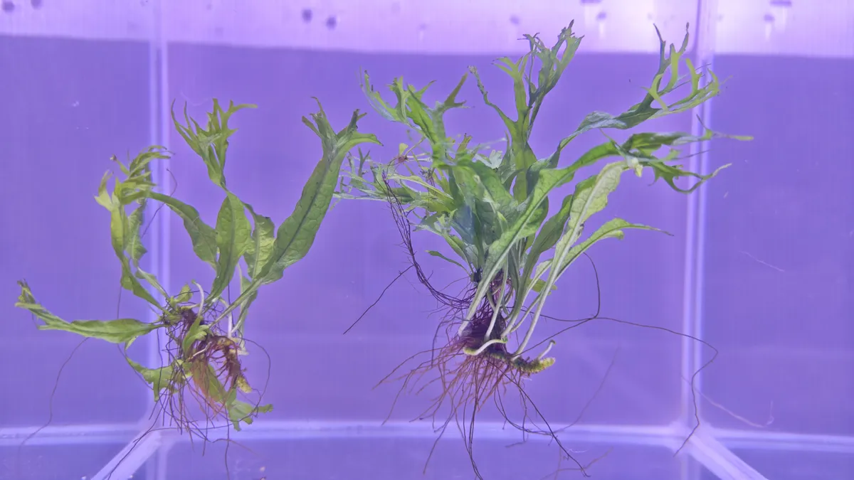Microsorum pteropus ‘Windelov’ – Image 2