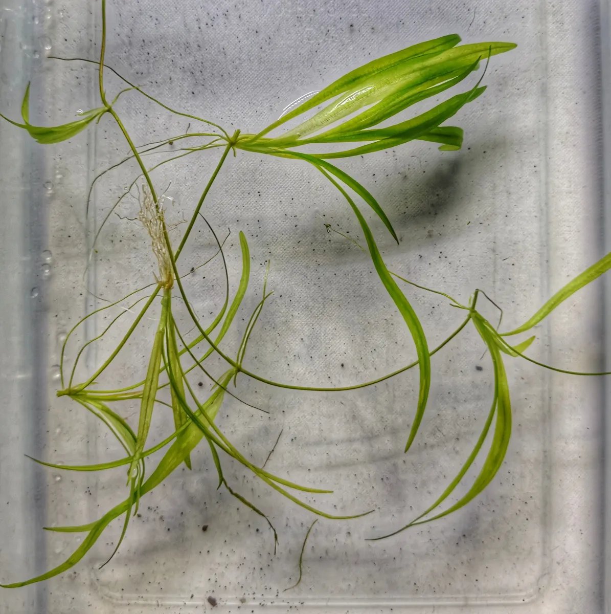 Helanthium bolivianum – Image 3