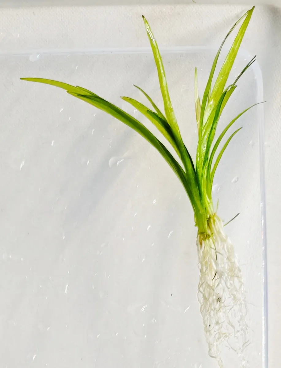 Helanthium bolivianum – Image 2