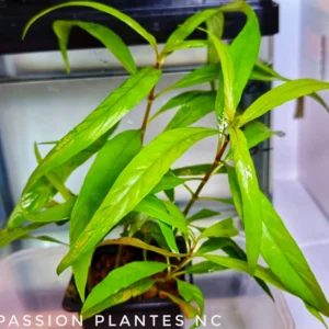 Hygrophila Type "Corymbosa"