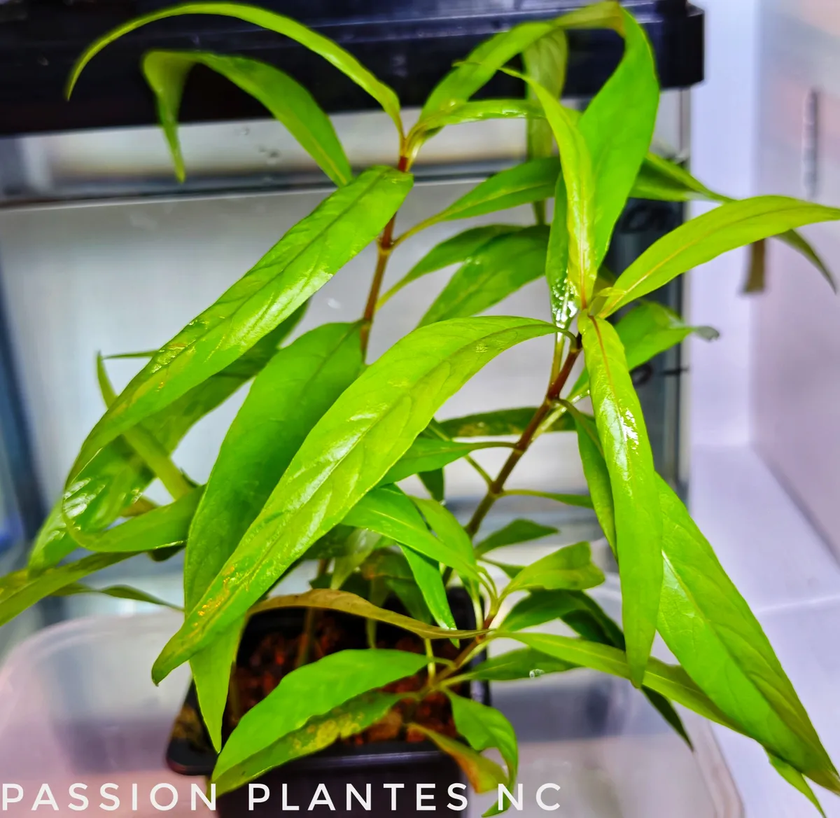 Hygrophila Type "Corymbosa"