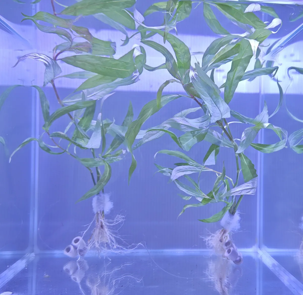 Hygrophila Type "Corymbosa" – Image 2