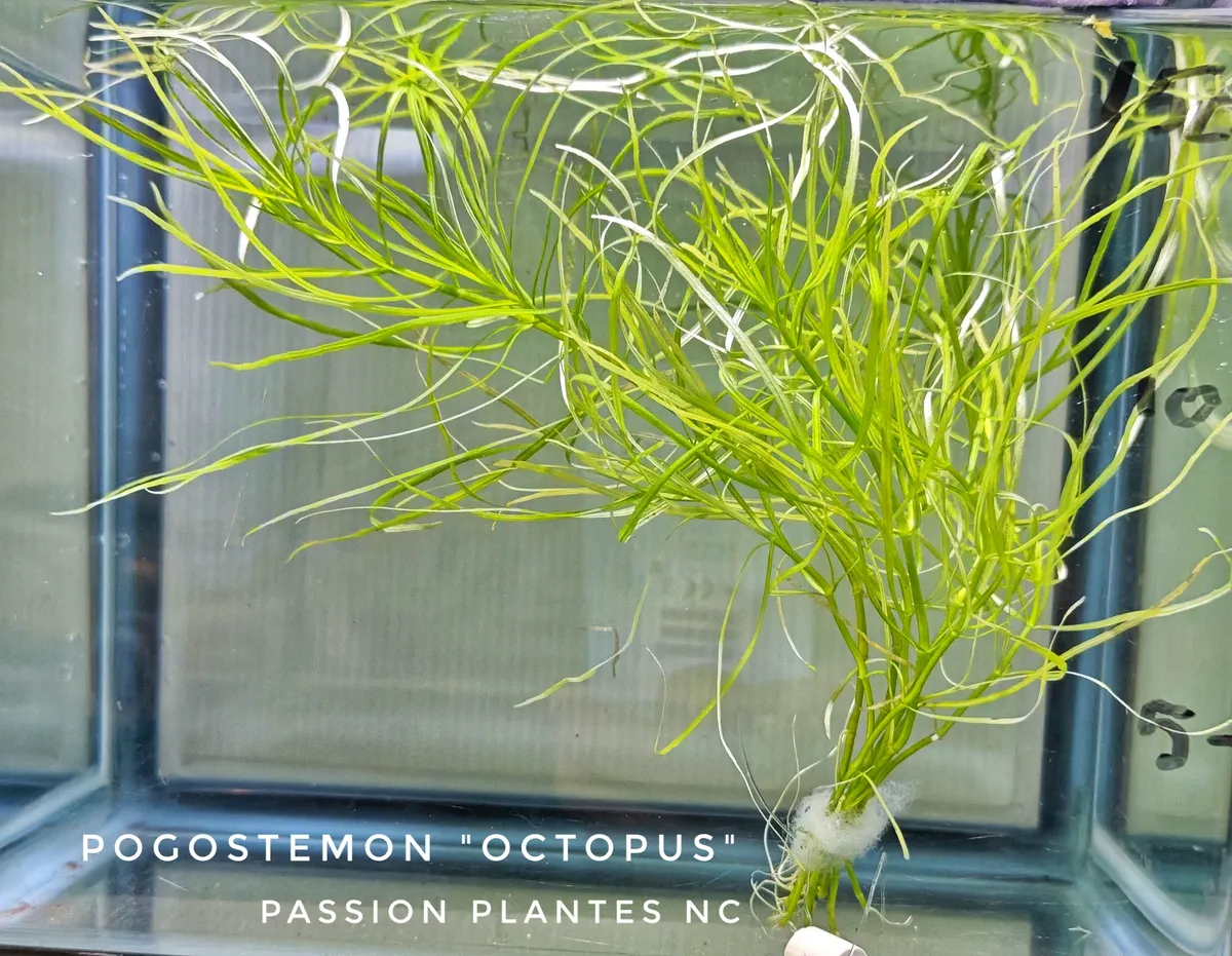 Pogostemon Stellatus Octopus – Image 2