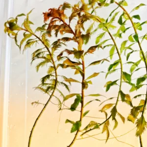 Proserpinaca palustris