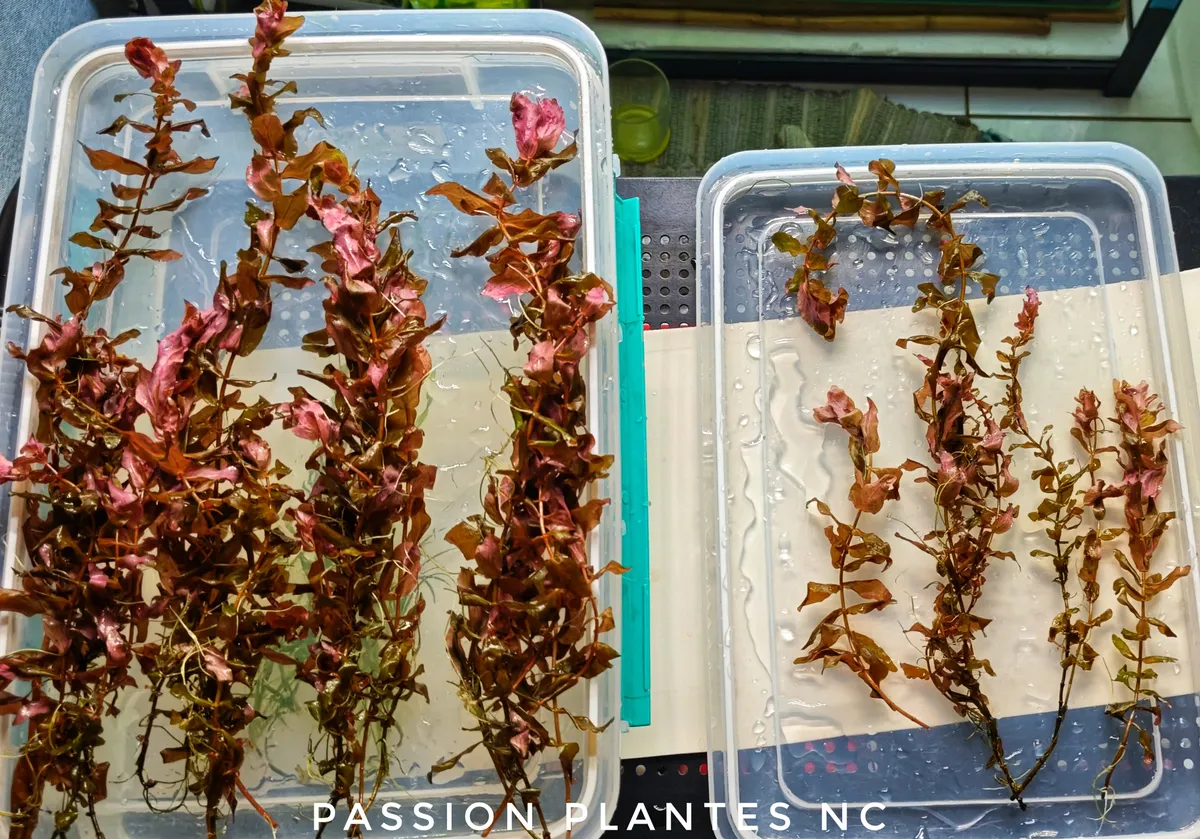 Rotala Macrandra "Red" – Image 5