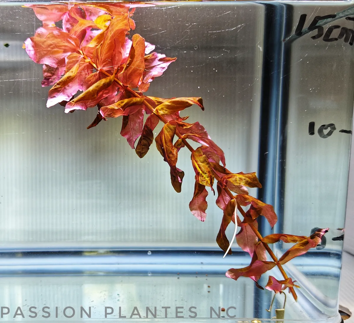 Rotala Macrandra "Red" – Image 2