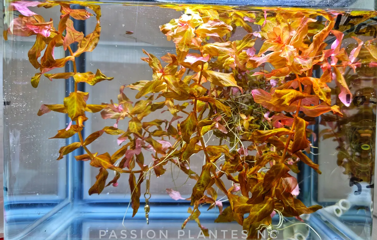 Rotala Macrandra "Red" – Image 4
