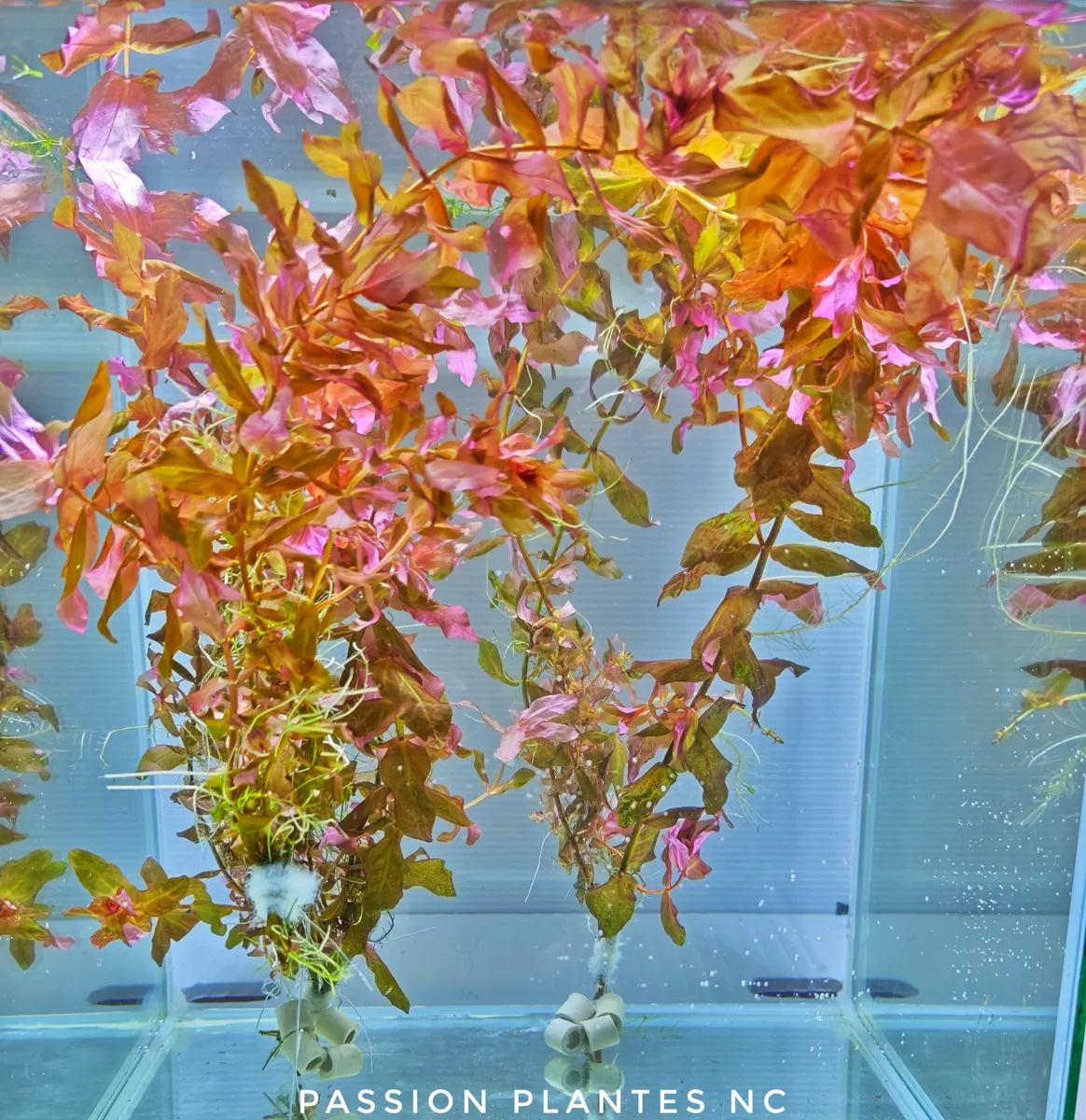 Rotala Macrandra "Red"