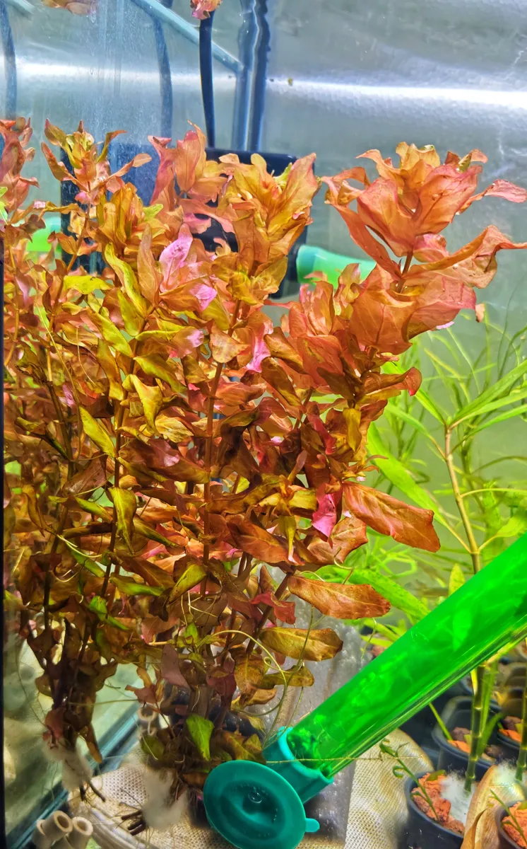 Rotala Macrandra "Red" – Image 3