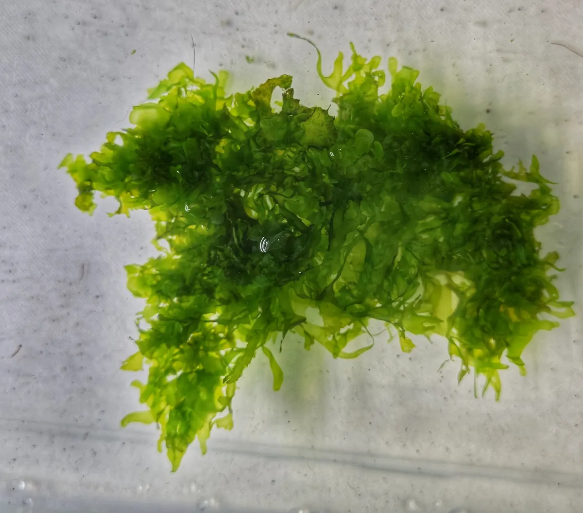 Lomariopsis cf. lineata - Subwassertang – Image 3