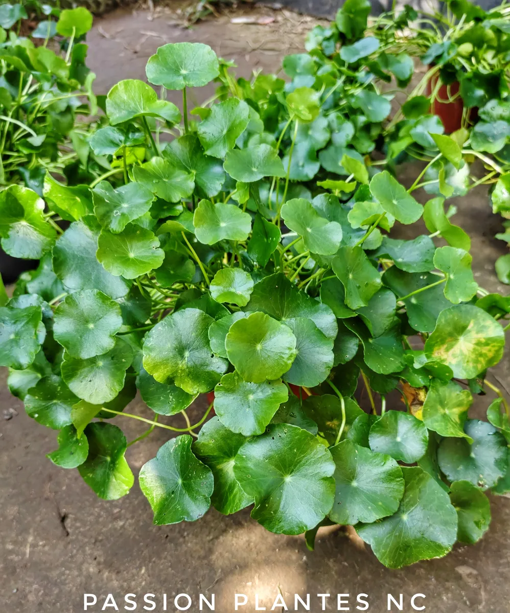 Centella Asiatica – Image 2