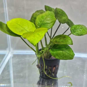Anubias barteri var. barteri