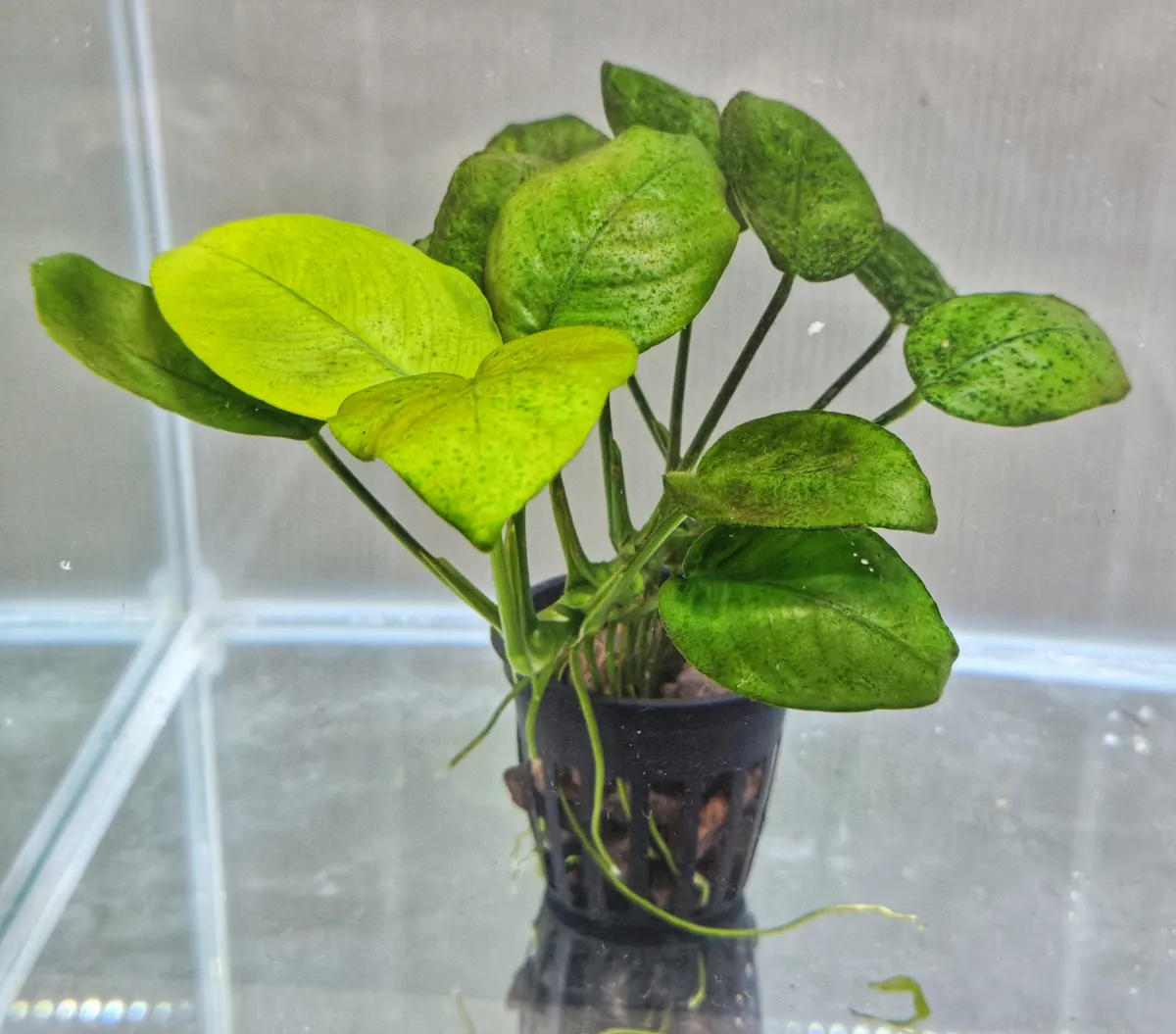 Anubias barteri var. barteri