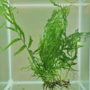Bolbitis Heudelotii