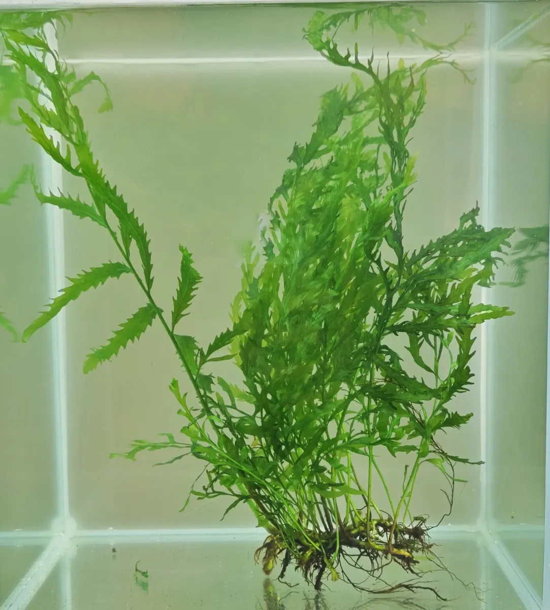 Bolbitis Heudelotii
